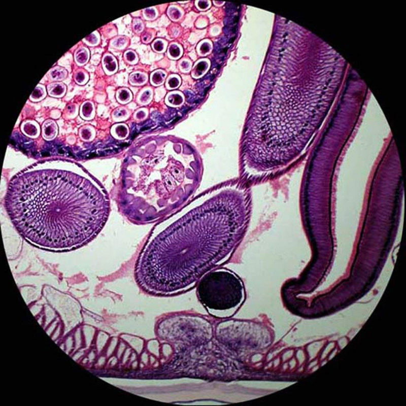 AmScope PB10 10 PC Prepared and Blank Microscope Glass Slides