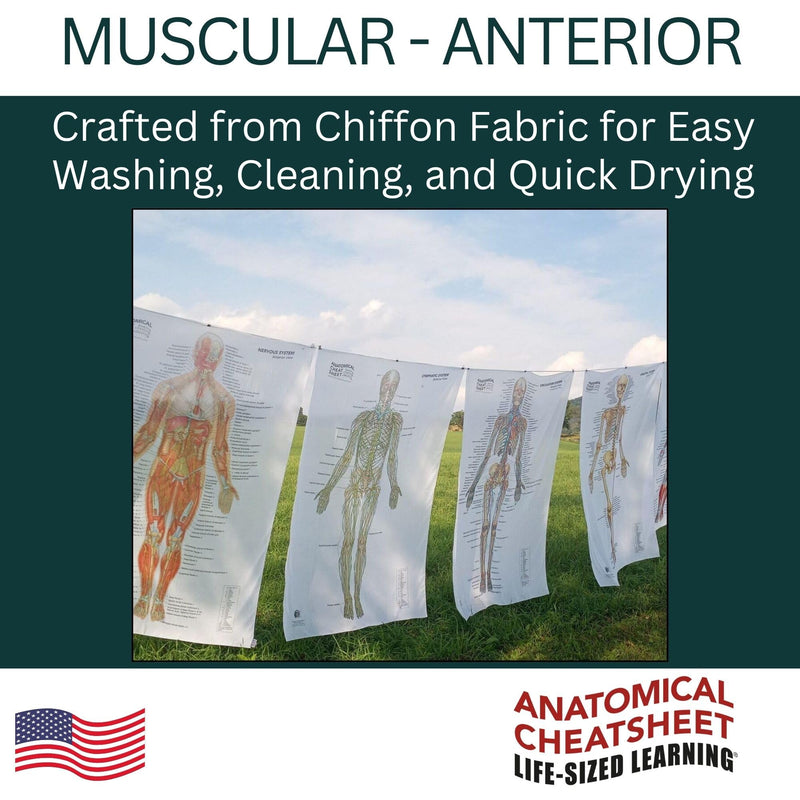 Life-Sized Learning Muscular Anatomy Model Fabric Sheet – Anterior View of a Muscular System Model – Study Tool for Classroom, Students, Instructors - Medium 50" x 72" Muscular Anterior - Medium