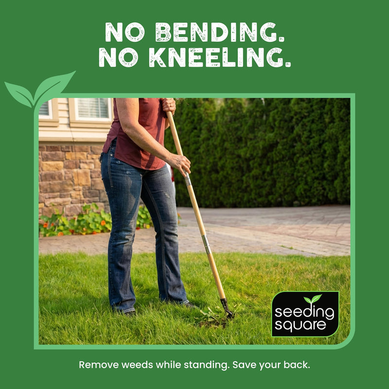 Seeding Square The Weed Gobbler Carbon Steel & Bamboo Stand-Up Weed Puller Tool for Dandelions and Single-Root Weeds – Ergonomic Lawn Weeder for Back-Friendly Weed Removal
