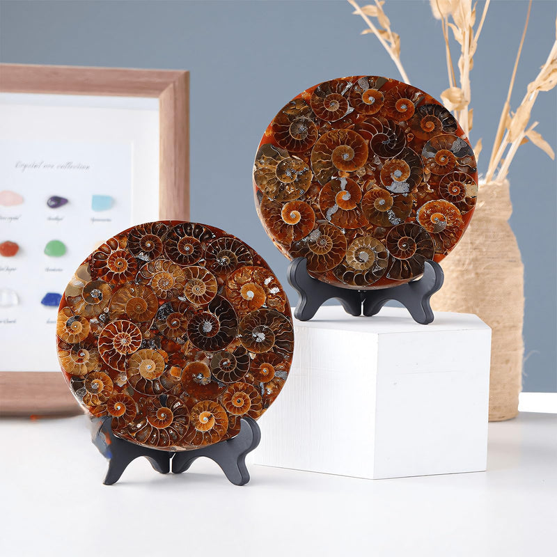 Natural Ammonite Fossil Disc with Stand Set, Feng Shui Decor Shell Slice Disc Conch Mineral Specimen Ornament for Home