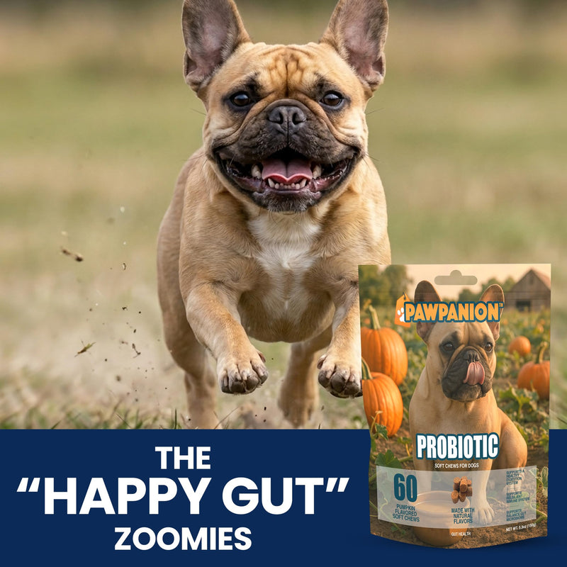 Probiotic Soft Chews for Dogs, Gut Health & Digestive Support, 6 Billion CFU + Enzymes + Prebiotics, Immune Support, 60 Soft Chews Pumpkin Flavor Probiotic