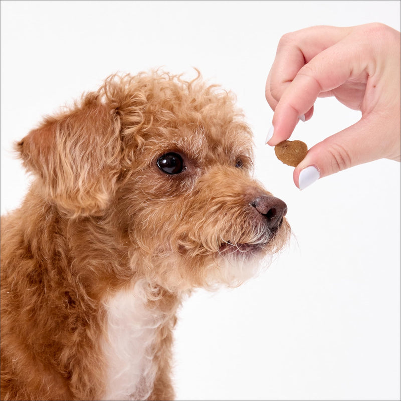 Ark Naturals Small Breed Brushless Toothpaste + Breath Bursts Bundle - Vet Formulated Dog Dental Chews for Small Breeds - Helps Reduce Plaque & Tartar, Polishes Teeth, and Freshens Breath