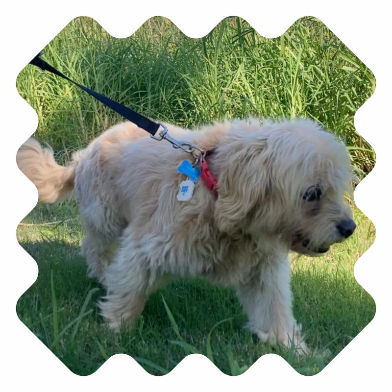 NATPAT Outdoor Pet Patches for Dogs & Cats | Plant Based Essential Oils | Safe for Pets | Non-Toxic, Easy to Apply - 48 Patches - Locket Sold Separately