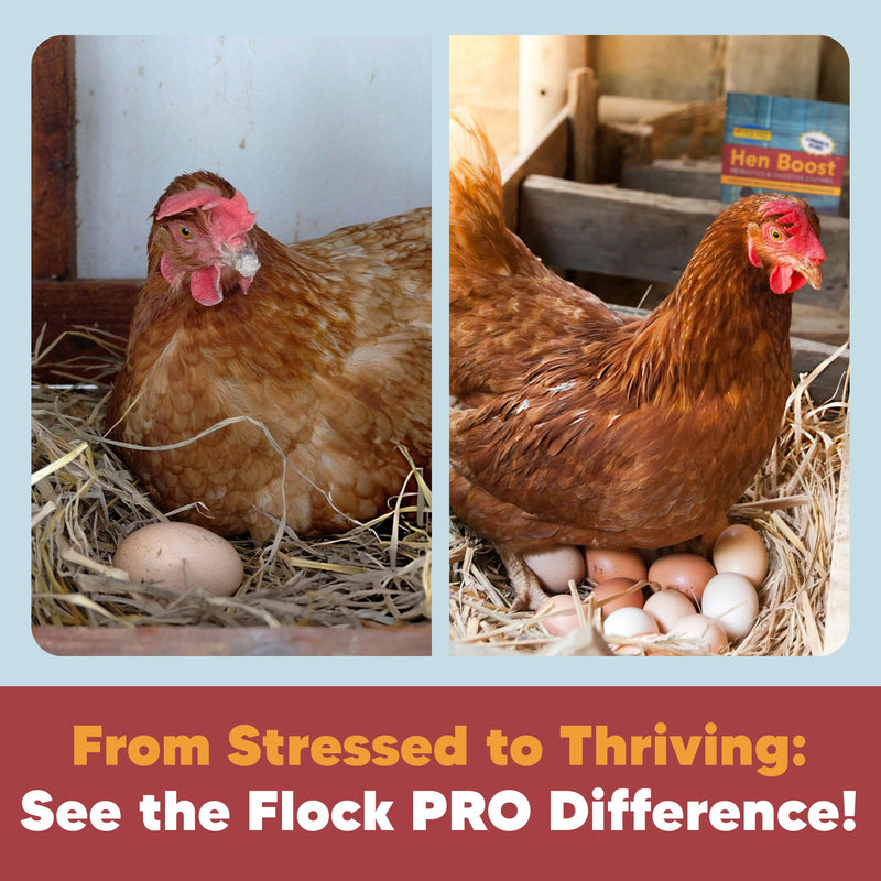 Flock PRO Hen Boost - Digestive Supplement for Hens | Chicken Vitamins and Supplements | Probiotics, Digestive Enzymes, Electrolytes for Adult Poultry-8 OZ 1 Count (Pack of 1) - PawsPlanet Australia
