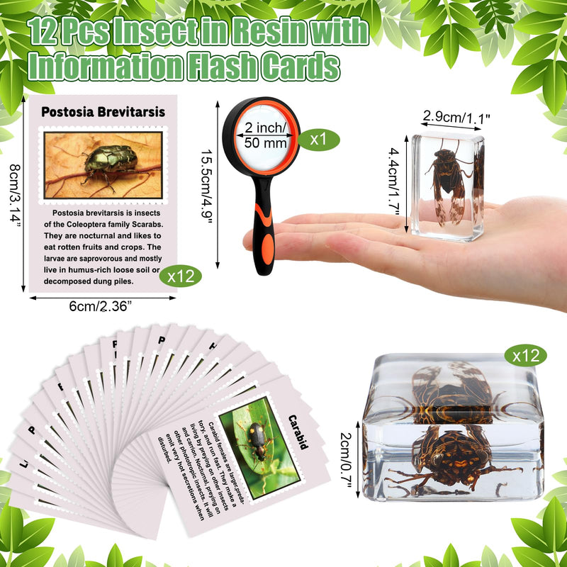 GlikCeil 12 Pcs Insect in Resin Specimen Bugs Discovery Kit Collection Paperweight Bug with Information Flash Cards Preserved in Resin with 10x Magnifier for Scientific Educational Display Supplies