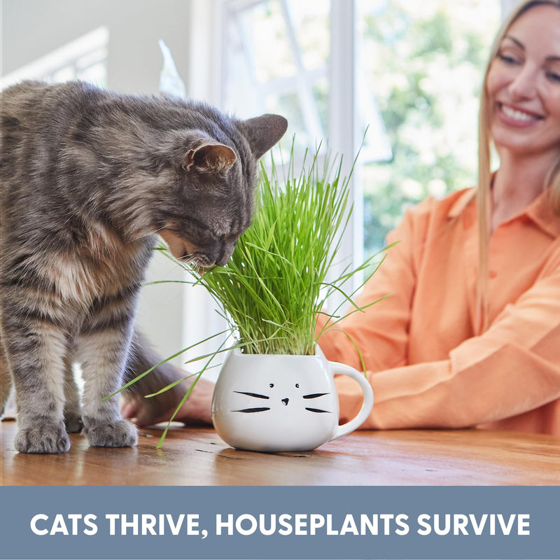 The Cat Ladies Organic Cat Grass for Indoor Cats - Growing Kit with Organic Seed Mix, Soil and White Cat Planter. Natural Hairball Control and Digestion Remedy, Cat Gifts - PawsPlanet Australia