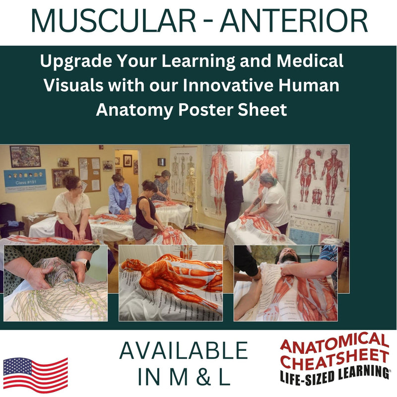 Life-Sized Learning Muscular Anatomy Model Fabric Sheet – Anterior View of a Muscular System Model – Study Tool for Classroom, Students, Instructors - Medium 50" x 72" Muscular Anterior - Medium