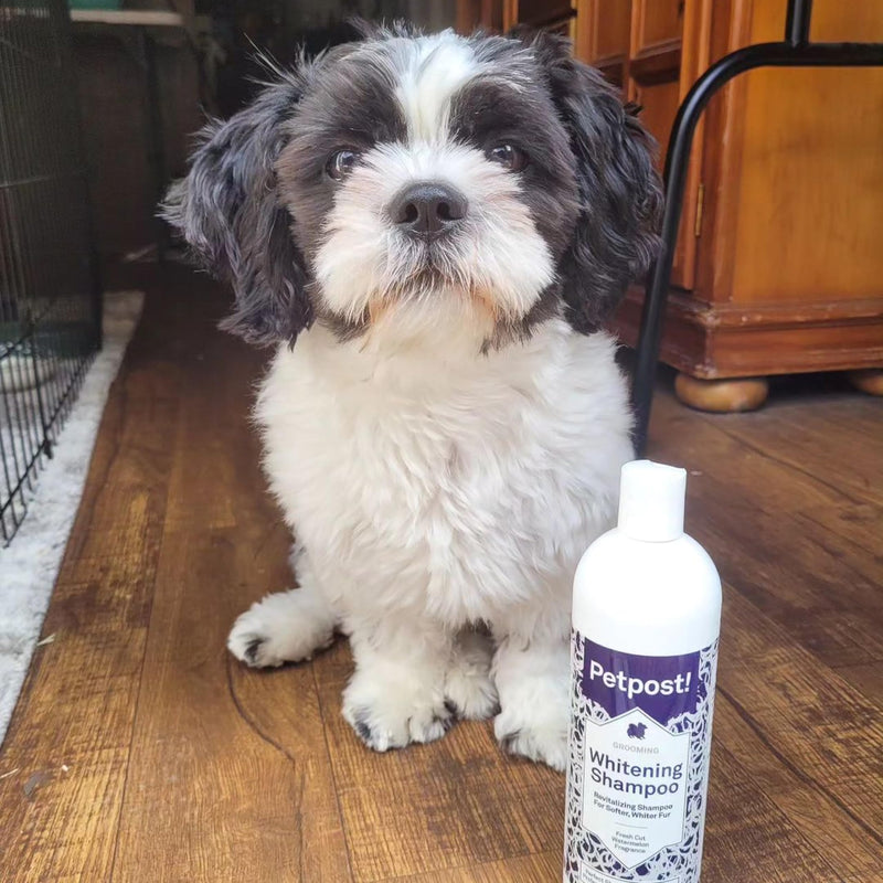 Petpost | Dog Whitening Shampoo - Best Lightening Treatment for Dogs with White Fur - Soothing Watermelon Scent - Maltese, Shih Tzu, Bichon Frise Approved 16 oz. 16 Ounce - PawsPlanet Australia