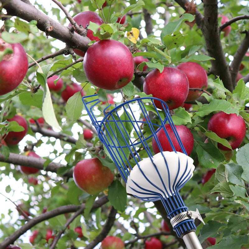 Oak Leaf Fruit Picker, 13 Foot Fruit Picker Pole with Basket Apple Orange Picker Tool Tree Fruit Catcher with Lightweight Stainless Steel Connecting Pole, Sturdy Basket with Foam Pad, Metal Clamp