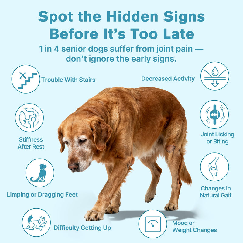 Hip & Joint Senior Dog Supplement–Advanced Glucosamine Chondroitin for Dogs with MSM, Green Lipped Mussel,and Omega-3 – Supports Mobility and Reduces Joint Pain for Senior Dogs(120ct Chewable Tablets)