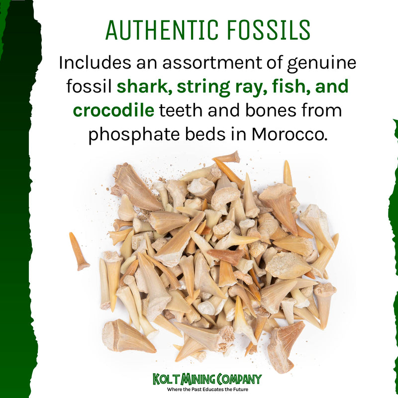 Fossilized Shark Teeth – Excavate and Examine Real Shark, String Ray, Fish, and Crocodile Teeth and Bones – Great STEM/STEAM Teaching Tool – Ideal Gift for Paleontology Enthusiasts – 1 lb.
