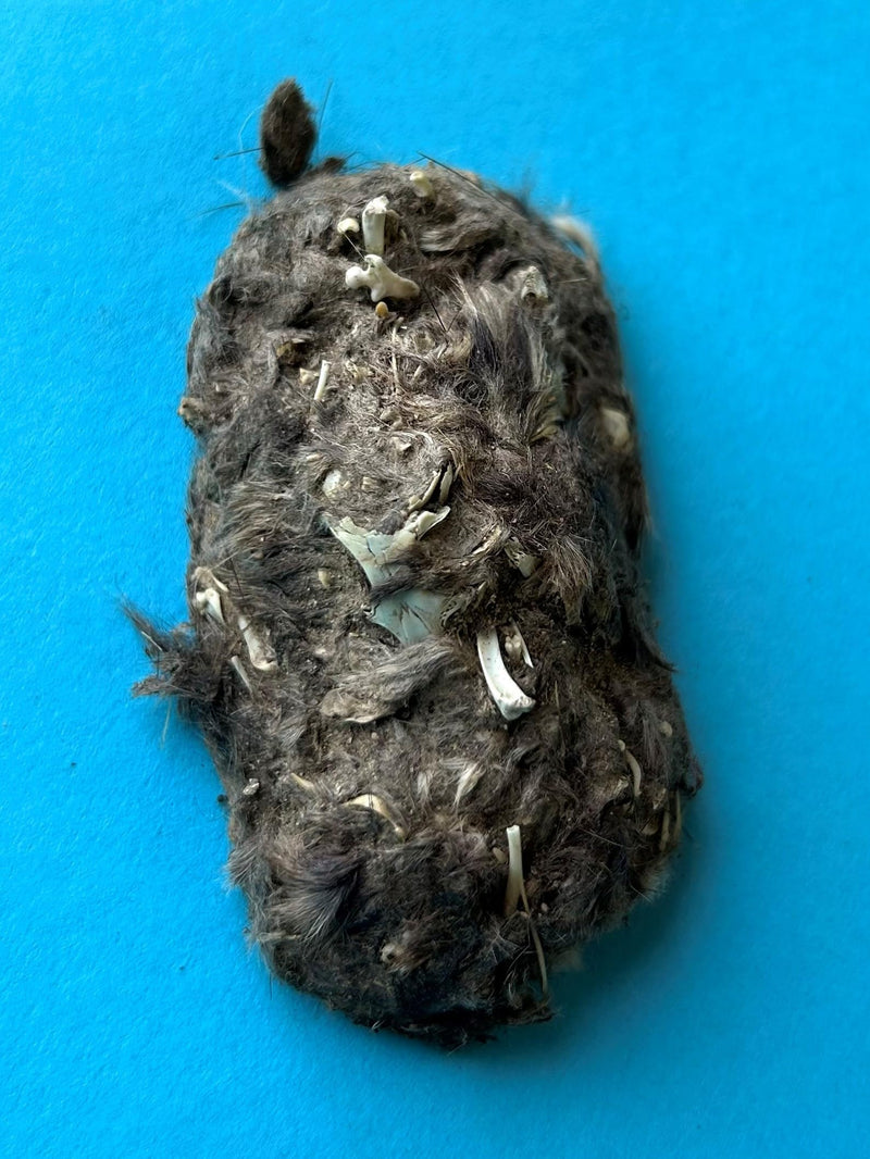 Pellets Barn Owl Pellet, Small (Pack of 20)