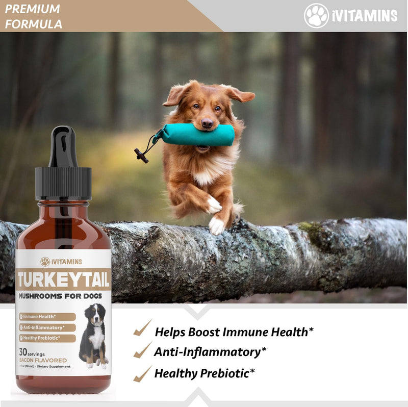 Turkey Tail Mushroom for Dogs | Helps to Boost The Immune System, is a Healthy Prebiotic, & Much More | Turkey Tail for Dogs | Mushrooms for Dogs | Dog Mushroom Supplements | 1 fl oz