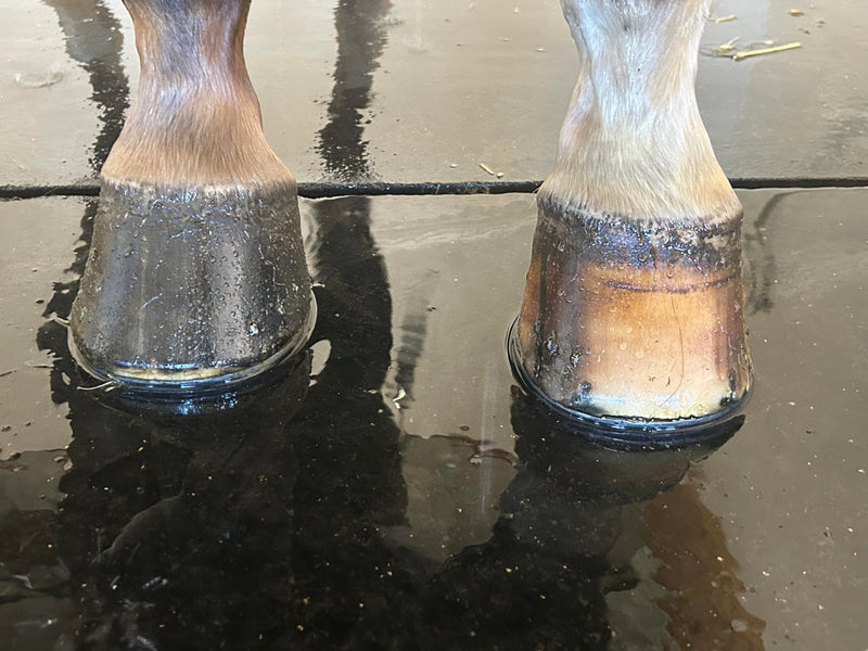Elemental Equine Hoof Armour 16oz Dressing for Horses - Conditions and Retains Natural Moisture While Protecting Against External Elements - PawsPlanet Australia