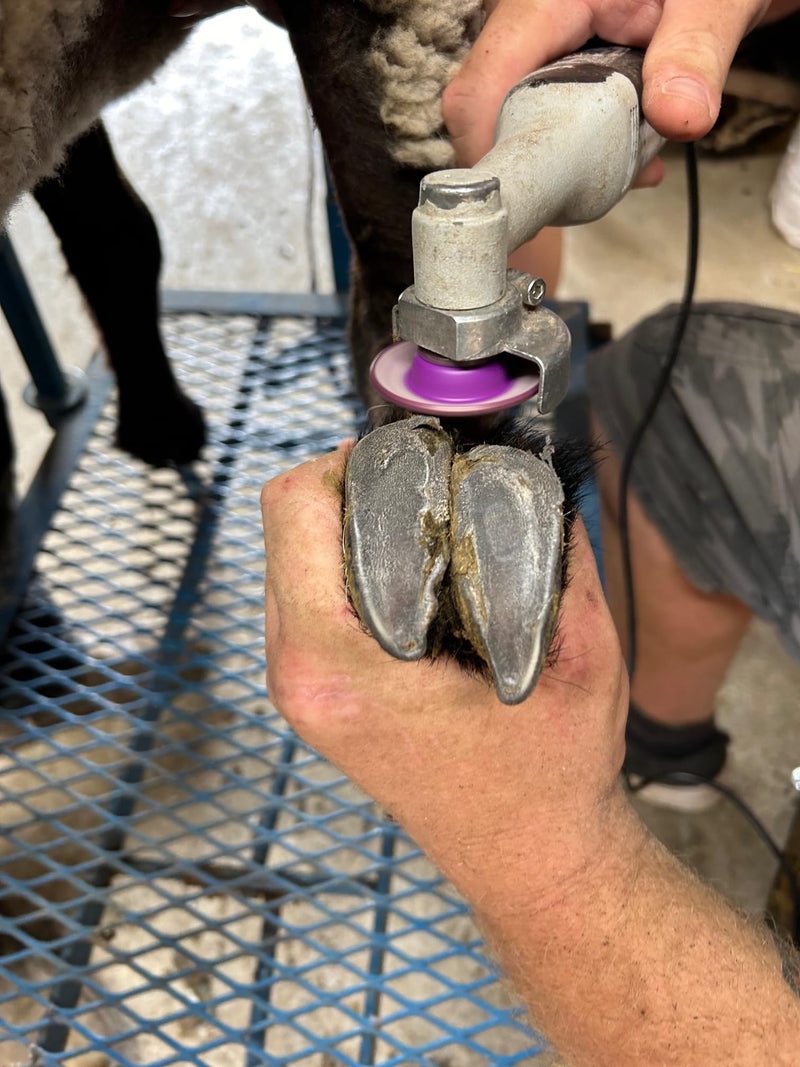 Purple Dome Top Fine Grit 2" Disc - Precision Hoof Trimming Tool for Smooth Finishing - Ideal for Goats, Horses, Sheep, Pigs & Cattle - Durable Replacement Disc for Hoof Boss Trimmer Tools