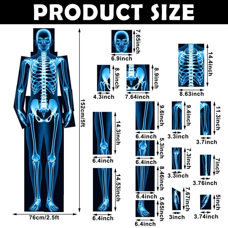 16 Pieces Human X Rays Bones X Rays Human Xrays for Kids Human Bones Body Display Play Table (Blue) Blue