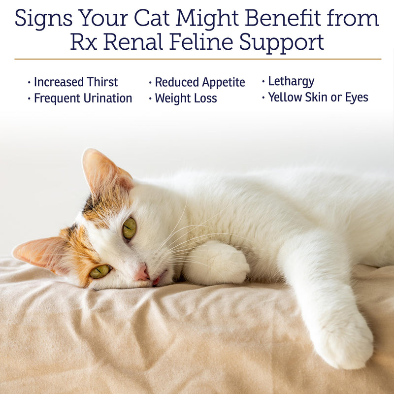 Rx Vitamins Renal Feline Beadlets - Cat Kidney Support with Astragalus Root and Milk Thistle for Cats - Supports Kidney and Immune Health in Cats - 3.52oz / 100g