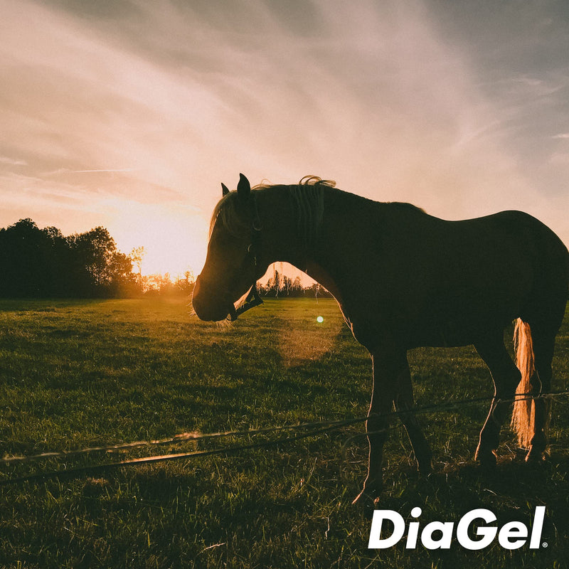 DiaGel for Equine - All Natural Horse Supplement to Help Maintain Digestive Health & Function - Oral Gel to Help Control Diarrhea - Natural Horse Products - PawsPlanet Australia