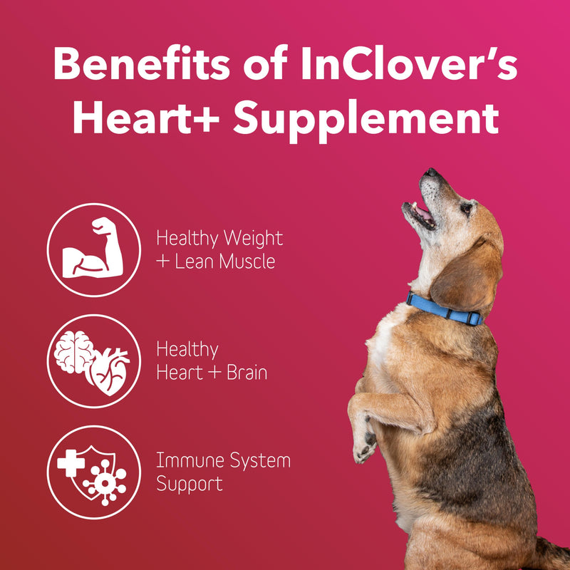 InClover, Dog Heart Health Supplement BioVibrant, Helps Support Dog Heart Health, Dog Supplement Treat Powder with Taurine Helps Pet Heart Health and Dog Weight Management, Dog Immune Support - PawsPlanet Australia