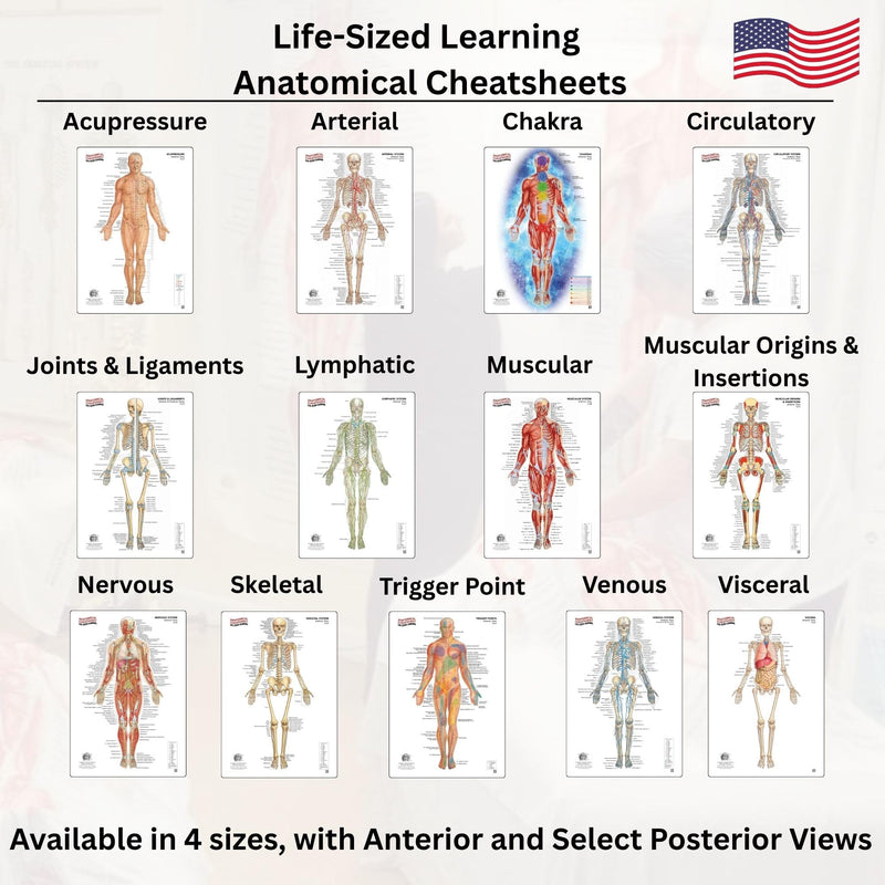 Life-Sized Learning Muscular Anatomy Model Fabric Sheet – Anterior View of a Muscular System Model – Study Tool for Classroom, Students, Instructors - Medium 50" x 72" Muscular Anterior - Medium