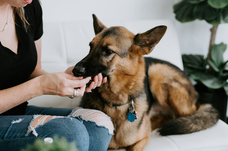 Punkin Butt for Pets Puppy Teething Oil to Stop Chewing and Relieve Discomfort | All Natural, Organic, Safe for Dogs, Chemical-Free (2 oz) - PawsPlanet Australia