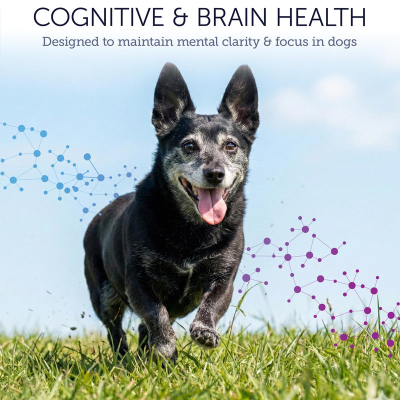 NuLife Dog Cognitive Supplement - Supports Senior Dog Memory, Alertness, and Behavior with DHA (Omega 3) and Ashwagandha - Helps Promote Brain Health and Focus in Aging Dogs - 45 Soft Chews