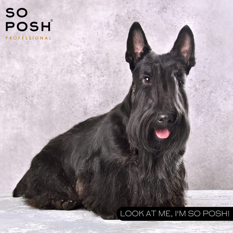 So Posh I'm So Harsh Dog Shampoo - with Sea Salt, Perfect for French Bulldogs, Terriers & Schnauzers, Texturizing, Deep-Cleansing, Sulfate & Paraben Free, 1:10 Concentrate. 8.4 Oz - PawsPlanet Australia