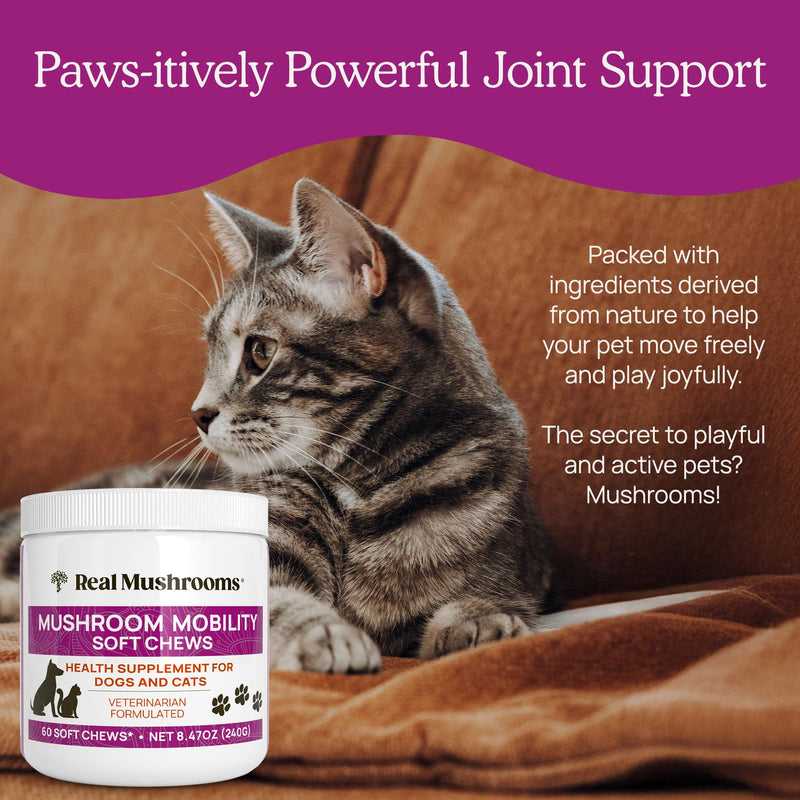 Real Mushrooms Mobility Chews - Hip and Joint Supplement for Dogs and Cats - Green Lipped Mussel Powder and Organic Ergo Gold Vitamins for Flexibility, Mobility, Hip and Joint Support (240 ct) - PawsPlanet Australia