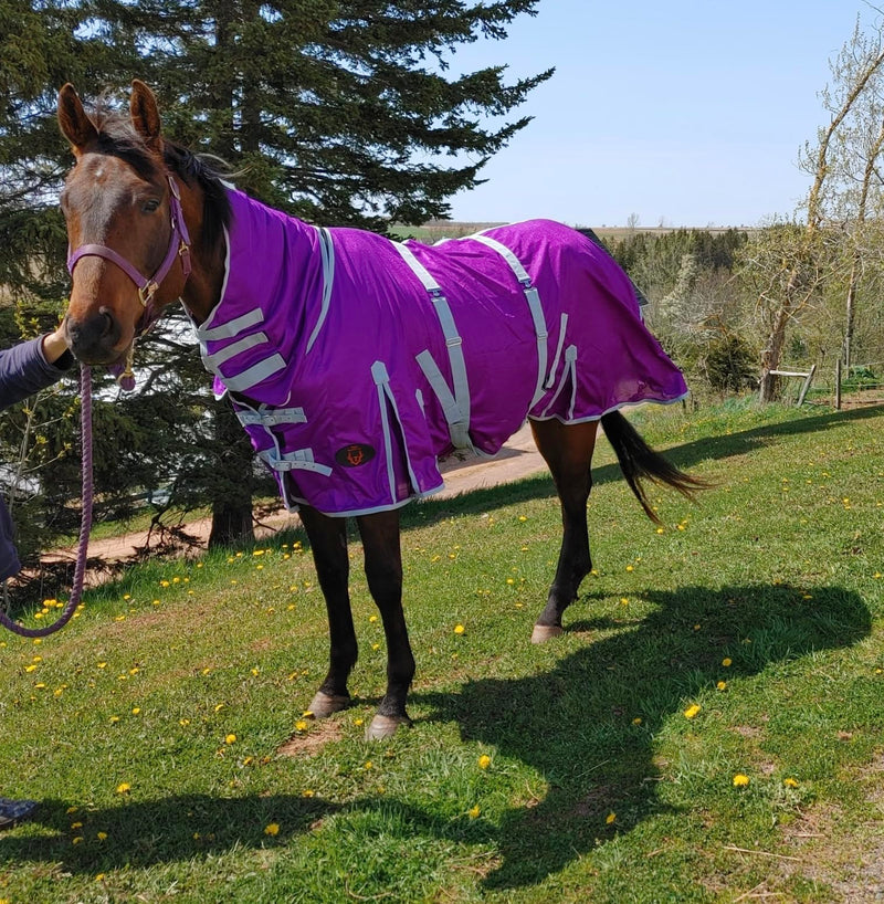 Heavy Duty Horse Fly Sheet with Neck and Detachable Belly Band | Summer Sheet (76, Purple) 76