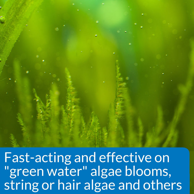 API ALGAEFIX Algae Control 16-Ounce Bottle Freshwater
