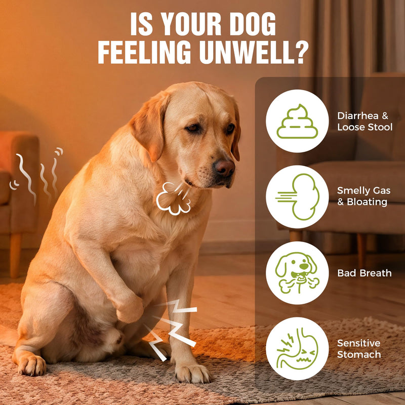 Probiotics for Dogs 2 Billion CFU - 6 Strains with Bacillus Subtilis - Soft Chews for Dog Diarrhea, Gas, Bad Breath & Itchy Skin - Digestive & Immune Support