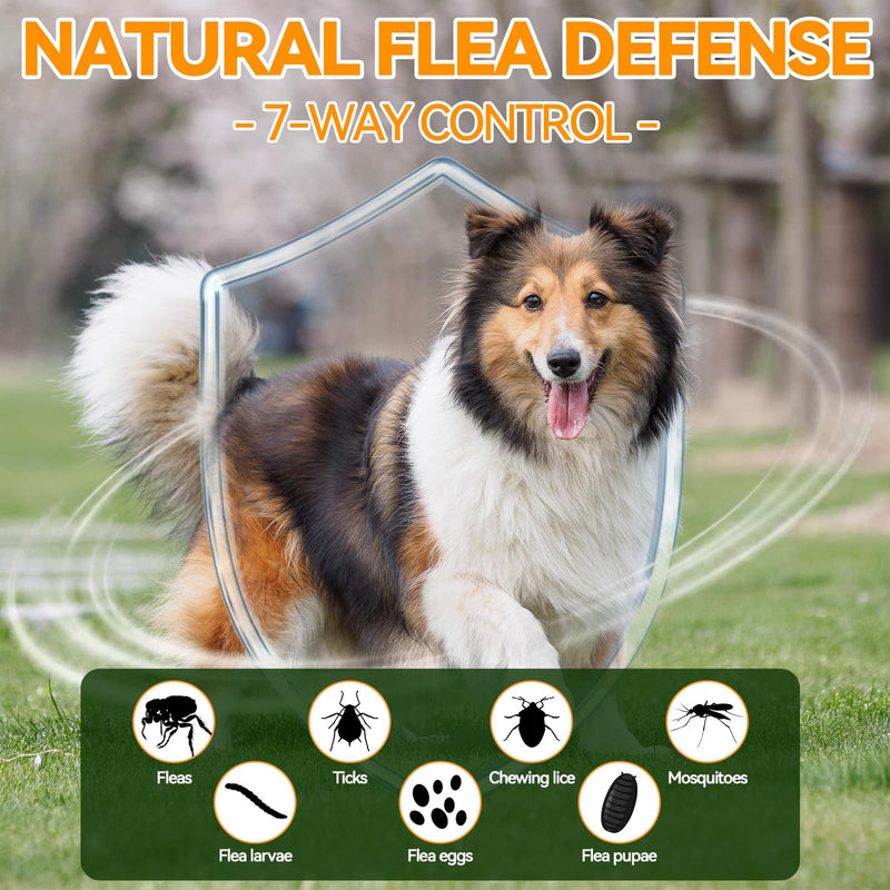 Probiotic & Flea Chews for Dogs - 200 Each - Natural Flea & Tick Prevention with Skin Support + Digestive, Gas & Immune Relief with Pumpkin & Enzymes - Chicken Flavor