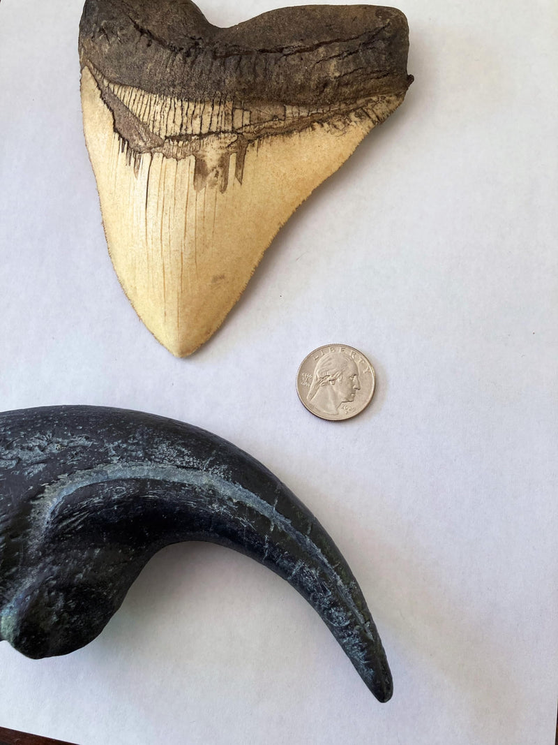 Prehistoric Predators Bundle – Megalodon Shark Tooth & Allosaurus Claw Replica Set – Museum Quality Fossil Casts
