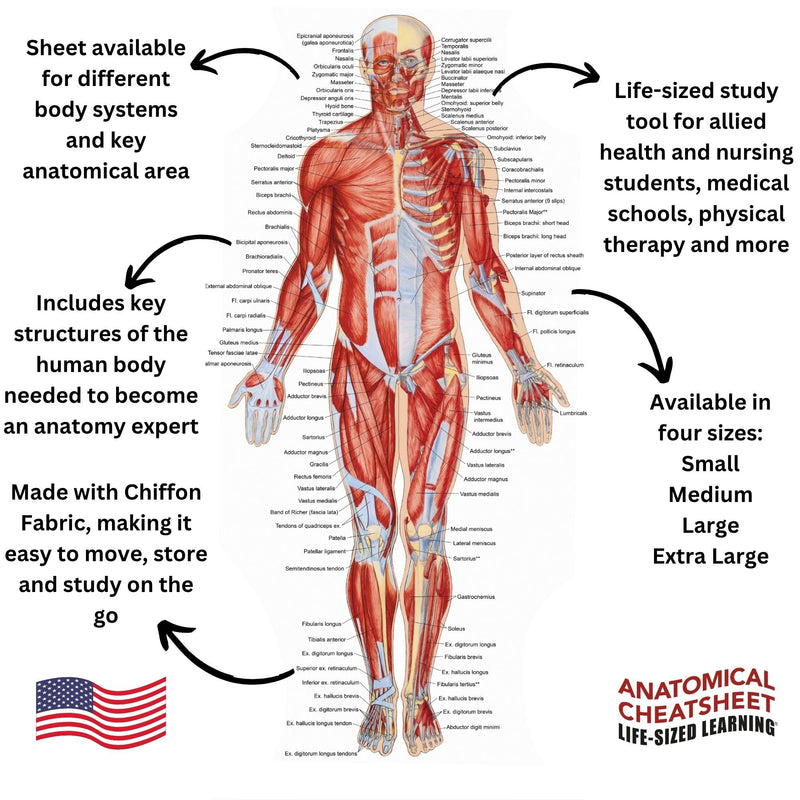 Life-Sized Learning Muscular Anatomy Model Fabric Sheet – Anterior View of a Muscular System Model – Study Tool for Classroom, Students, Instructors - Medium 50" x 72" Muscular Anterior - Medium