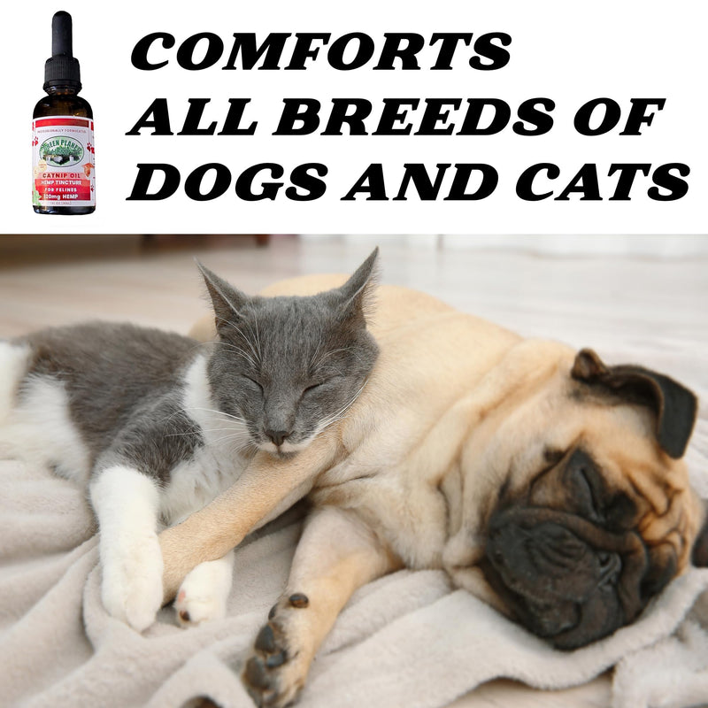 Pet Hemp Oil | Catnip Oil | Dogs and Catsl | Aids with Anxiety, Stress, Pain, Hip, Joint, and Muscle Support for Young to Senior Pets | 120MG Organic Hemp | 100% Natural | Green Planet Hemp