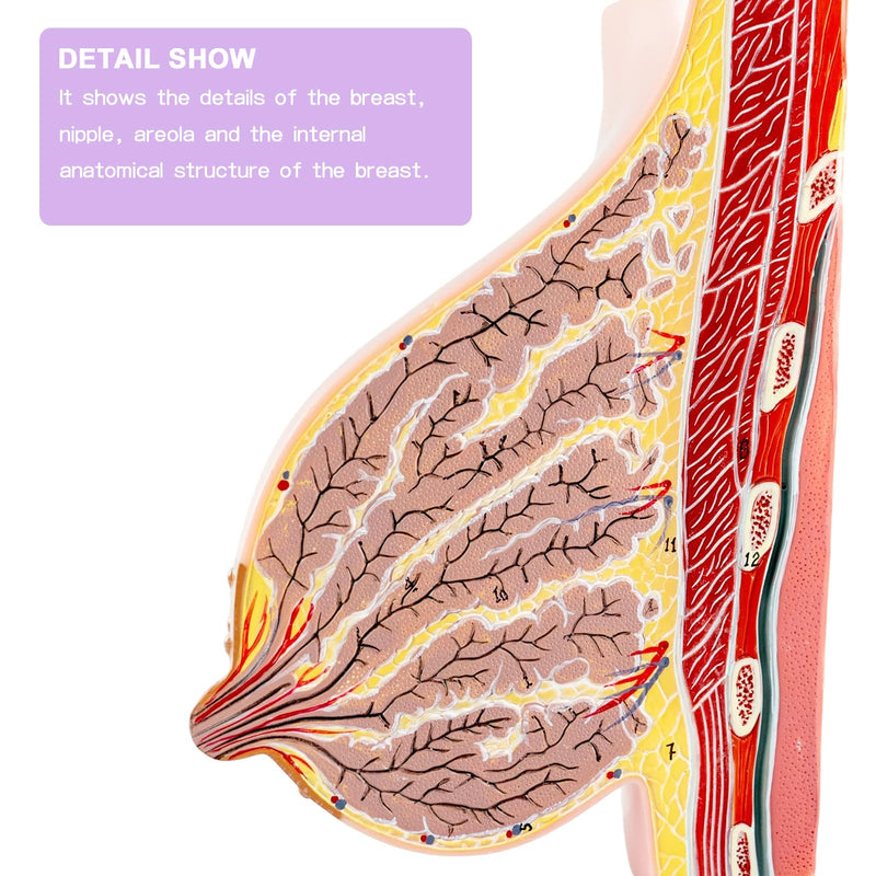 Lactating Breast Sagittal Section Model, Breast Anatomy Model Include Study Card, for Breast Surgeon