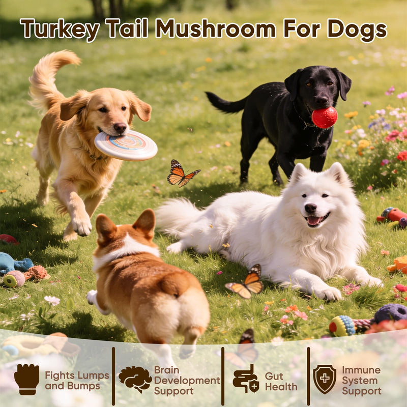 Turkey Tail Mushroom for Dogs - Mushroom Chews for Dog - Reishi, Lion’s Mane, Chaga - Immunity, Gut, Skin, Joint Support - All Breeds & Sizes - 120 Chews 1