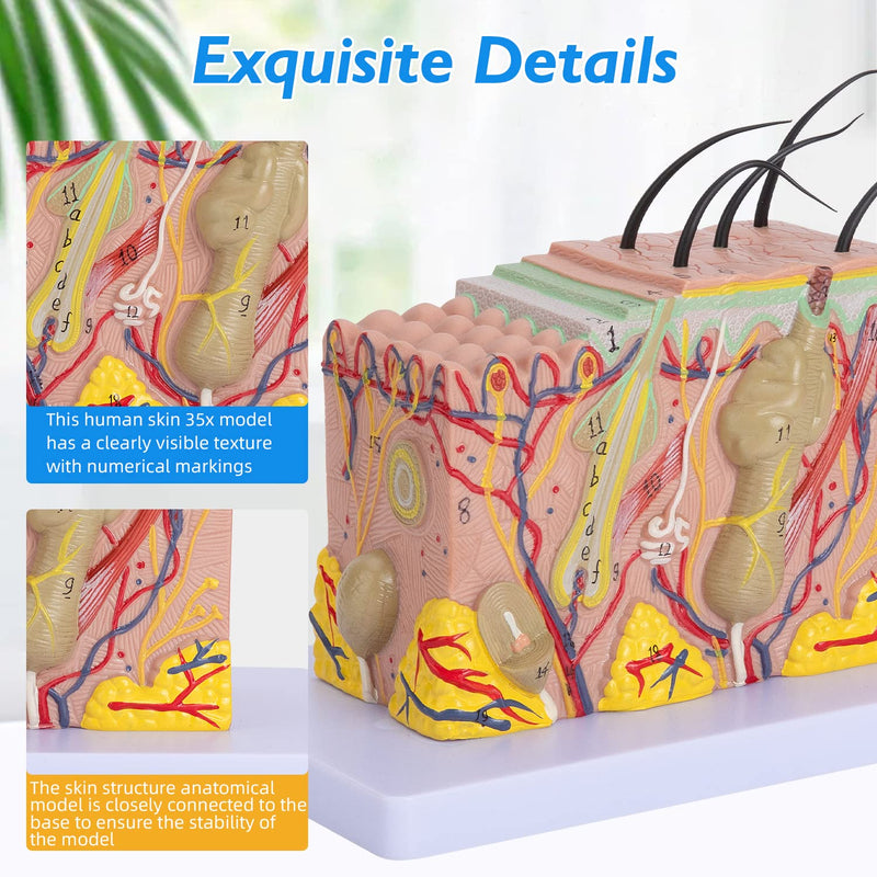Human Skin Model 35x - 35 Times Skin Structure Anatomical Model Skin Color Model Teaching Medical Model