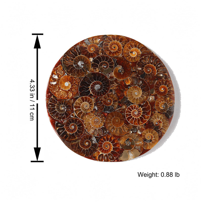 Natural Ammonite Fossil Disc with Stand Set, Feng Shui Decor Shell Slice Disc Conch Mineral Specimen Ornament for Home