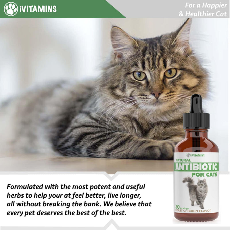 Natural Alternative Cat Antibiotic | Cat Antibiotics | Antibiotics for Cats | Antibiotic for Cats | Cat Antibiotics for UTI | Cat UTI | Cat UTI Treatment | Cat UTI Antibiotics | 1 fl oz (1)