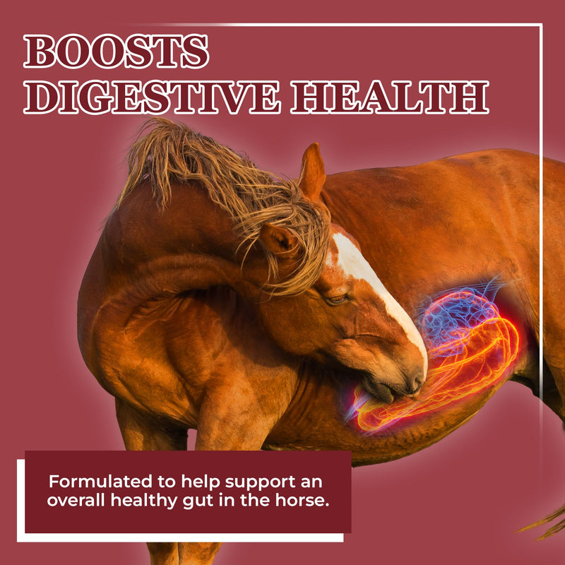 EQUERRY'S Better Horse Belly - Horse Supplement with Gut Support | Horse Probiotics with Prebiotics and Digestive Enzymes | for Colic, Digestive Upset, 1.1LB - PawsPlanet Australia