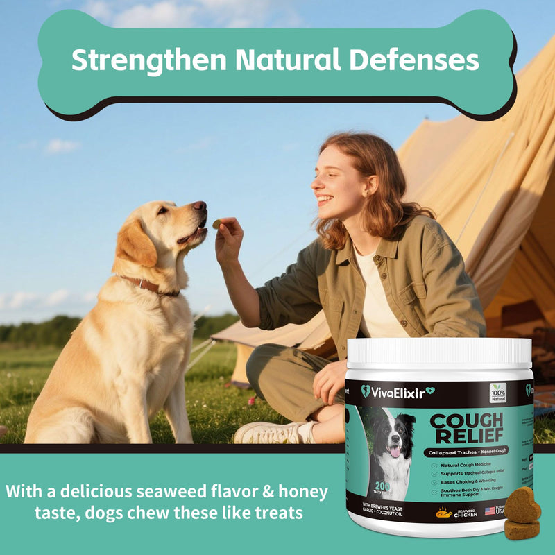Kennel Cough Medicine for Dogs – Natural Respiratory Support | Helps Soothe Tracheal Collapse, Dry & Wet Cough, Choking & Wheezing | Honeysuckle, Licorice, Lemon Balm 200 Chew