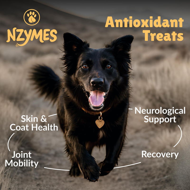 Nzymes® Antioxidant Treats - for Dogs Joints, HIPS, Paralysis, Skin, Coat, Hair Loss, Aging, Digestion, Neurological, Seizures - 60 Treats - Made in The USA Large Breed 1 Bottle