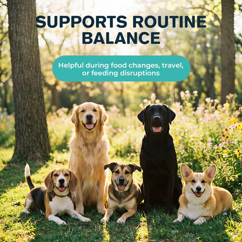 Dog Upset Stomach Relief, Sensitive Stomach Support & Constipation Relief for Dogs, Gut Balance Powder with Pumpkin & Ginger, Easy-to-Mix Digestive Comfort Supplement, 60 g