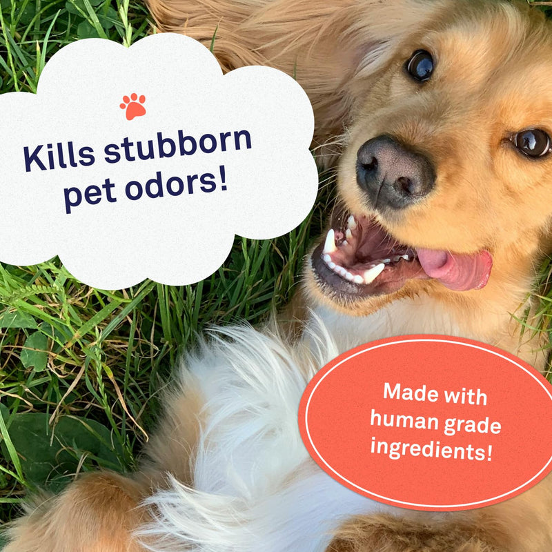 Petpost | Skunk Odor Shampoo for Dogs - Naturally Effective Deodorant Shampoo and Bad Smell Killer - Skunk Shampoo for Dogs or Cats 16 oz. 16oz. - PawsPlanet Australia