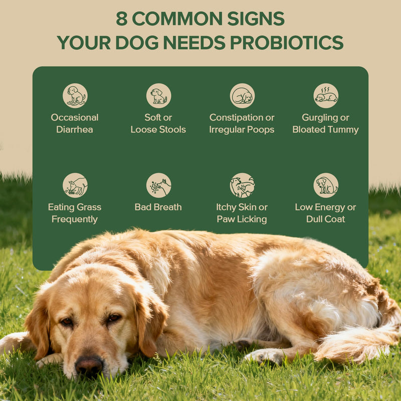 Probiotics for Dogs - Dog Probiotics for Yeast, Itchy Skin and Itchy Ears, Digestive Health, Diarrhea Relief, Gut & Immune Support - with 7 Enzymes, 3 Prebiotics & Omega-3 (Duck 30ct) 30 Soft Chews