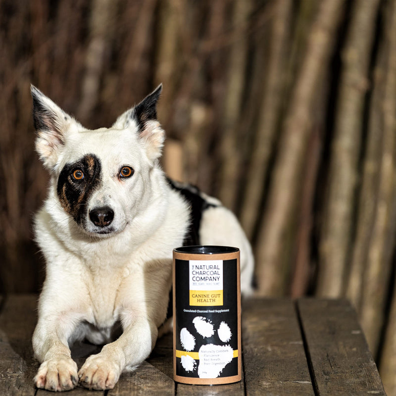 Charcoal for Dogs - Naturally Activated Digestion Aid - 200g - PawsPlanet Australia