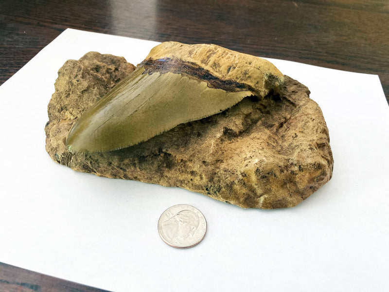 Megalodon Tooth in Matrix Replica – 7.3" Plaque | Carcharocles Megalodon Fossil Cast