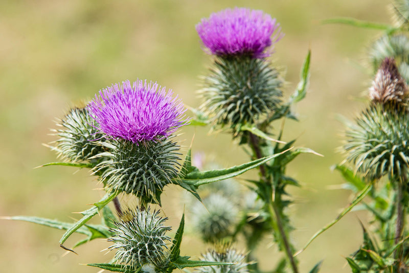 100% Pure Stone-ground Milk Thistle for Horses 1kg - Equine Detoxification, immune support and liver health - PawsPlanet Australia