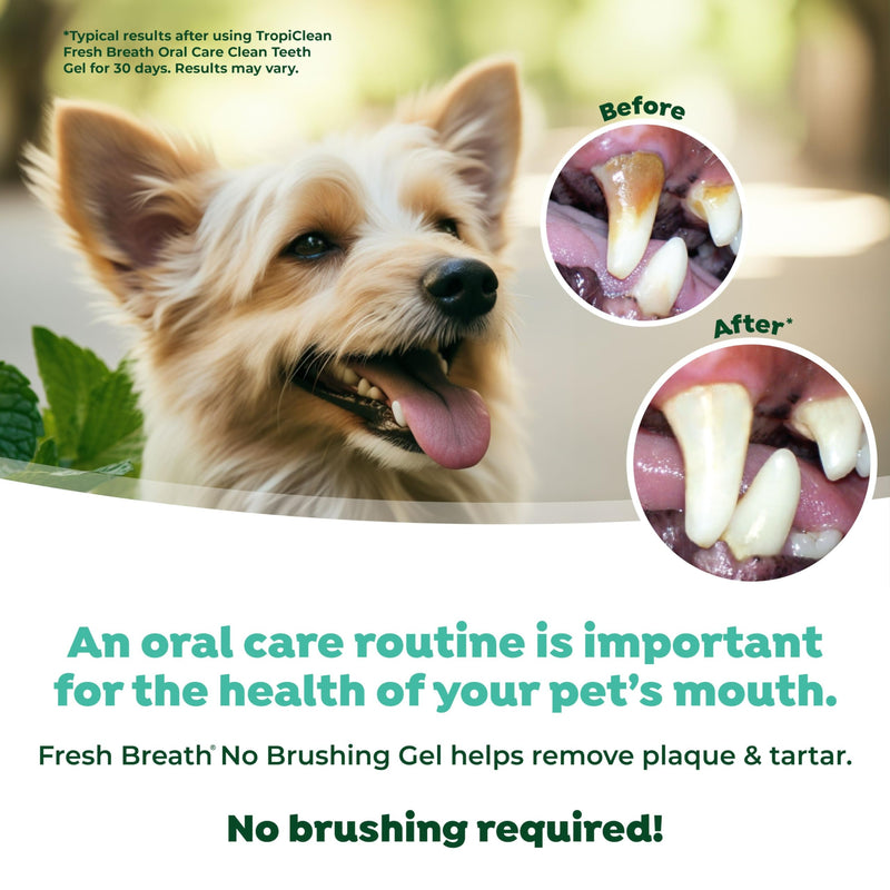 TropiClean Fresh Breath Dog Toothpaste for Teeth Cleaning, Breath Freshener, Easy to Use Plaque & Tartar Remover Gel, No Toothbrush Needed, 4oz. Original 4 Fl Oz (Pack of 1) - PawsPlanet Australia